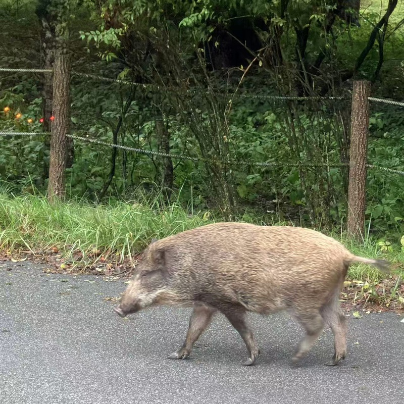 イノシシ